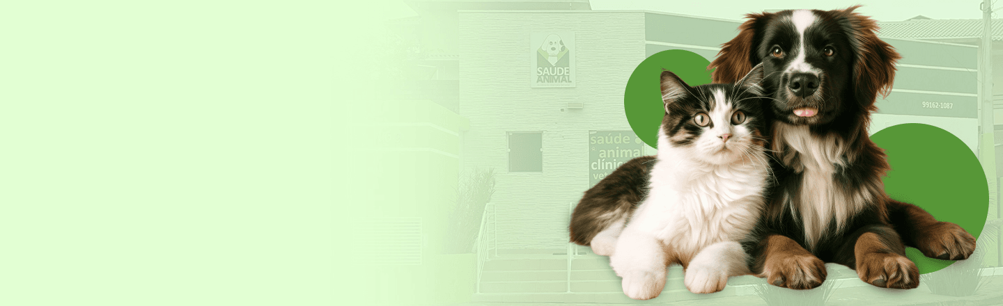 Cão e gato juntos – Saúde Animal Clínica Veterinária
